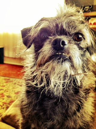 Illustration for article titled TEAM DOG: May I Have Your Attention Please.